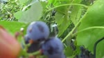 Blueberry Seedless Grape Harvest |Container Gardening|