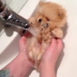 Bath time of this puppy