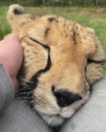 Motorboat purring  from Bianca the cheetah 