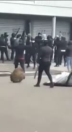 SECTEUR BANDITS UNITE; Pit-bulls français