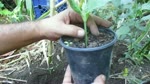 How to Transplant Pumpkin and Alcayota Seedlings