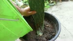 How to Plant (root) an Opuntia Cactus pad |No Rooting Hormone Needed|