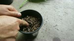 How to Germinate Mexican Palm Seeds