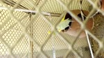 beautiful parrots in home cage