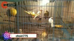 2 month old canary chicks