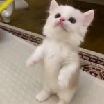 Cute Kitten Playing