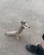 Thirsty little squirrel