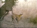 Gatos-Acariciando al Tigre