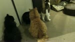 保護猫カフェARO ~a somnolent cat cafe documentary~ Ep.1 "Hug me with your tail"