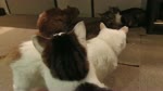 保護猫カフェARO ~a somnolent cat cafe documentary~ Ep.2 "Double sniffers appear"