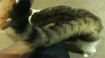 保護猫カフェARO ~a somnolent cat cafe documentary~ Ep.4 "Fluffy Fighters"