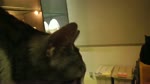 保護猫カフェARO ~a somnolent cat cafe documentary~ Ep.5 "An interview about the fuzzies"