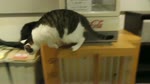 保護猫カフェARO ~a somnolent cat cafe documentary~ Ep.10 "Siren from a flesh chunk"