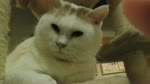 保護猫カフェARO ~a somnolent cat cafe documentary~ OVA "Storm on the face"