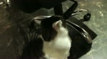 保護猫カフェARO ~a somnolent cat cafe documentary~ Ep.14 "Vibrating pillows"