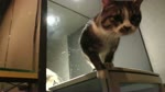 保護猫カフェARO ~a somnolent cat cafe documentary~ Ep.16 "An ancestor of Teto"