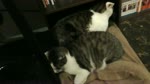 保護猫カフェARO ~a somnolent cat cafe documentary~ Ep.17 "Silent Beasts"