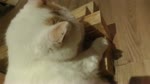 保護猫カフェARO ~a somnolent cat cafe documentary~ Ep.20 "0.5 meter tall titans"