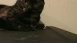 保護猫カフェARO ~a somnolent cat cafe documentary~ Ep.21 "Das Ersheinen des Doppelgängers"