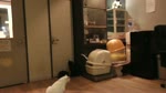 保護猫カフェARO ~a somnolent cat cafe documentary~ Ep.23 "Olfactory consortium"