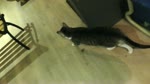 保護猫カフェARO ~a somnolent cat cafe documentary~ Ep.24 "Close-up shot hazard"