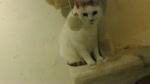 保護猫カフェARO ~a somnolent cat cafe documentary~ Ep.26 "Fluffy singles party"