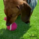 Absolutely fabulous | Fun at Hotel Dachshund