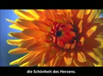Die Stimmen der Welt / Voices of the World (German) - HD
