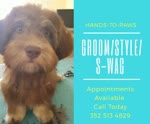 Pet Grooming Service by Hands to Paws call 352-513-4829 - handstopawsgrooming.com