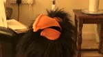 crow puppet video
