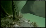 Moeritherium - documental "Whale Killer" (Basilosaurus) de la serie Walking with Beasts de la BBC