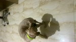 Dog Masti Funny Video 