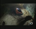 Planetasaurio 2D (Planet Dinosaur) - 02 - Lucha por la vida