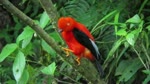 Plan Your Trip to Manu Road Expeditions Birding