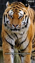 The Roaring Bengal Tiger
