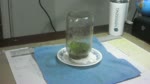 The Professopher, Microgreen Experiments, Water Twice Daily, Educational Purposes Only, 06-26-2023 