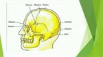 Anatomía de la calavera