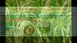 "UN Says Global Rice Production Causing Greenhouse Gases"