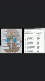 Las características del sistema nervioso central