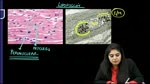 03 Intracellular Accumulations_watermark.mp4