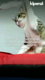 Cat exercise ideas: Fun and Creative Exercises to Keep Your Cat Active!