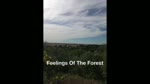 Feelings Of The Forest